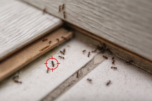 Professional Pest Control in Sewanee, TN