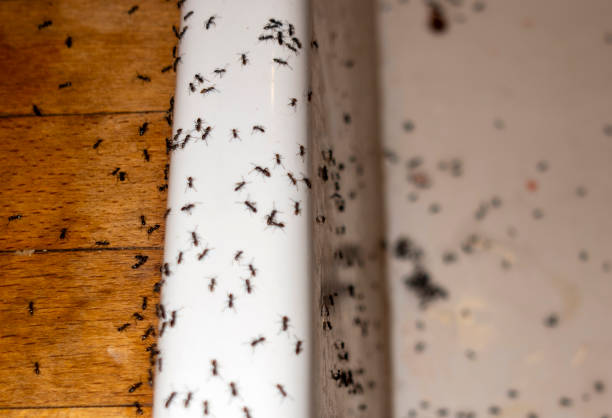 Best Pest Control Near Me in Sewanee, TN