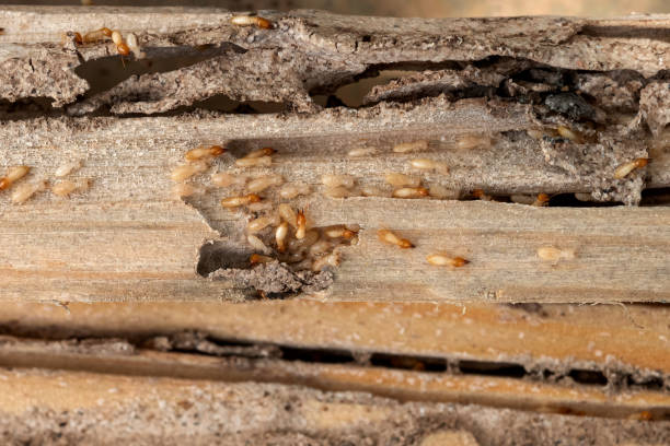 Best Best Pest Control Companies  in Sewanee, TN